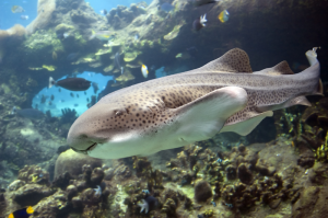 Zebra Sharks at Dubai Aquarium Underwater Zoo (Supplied)