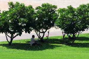 A man takes cover under the trees to hide from the sun in Satwa, Dubai. (Ahmad Ardity)